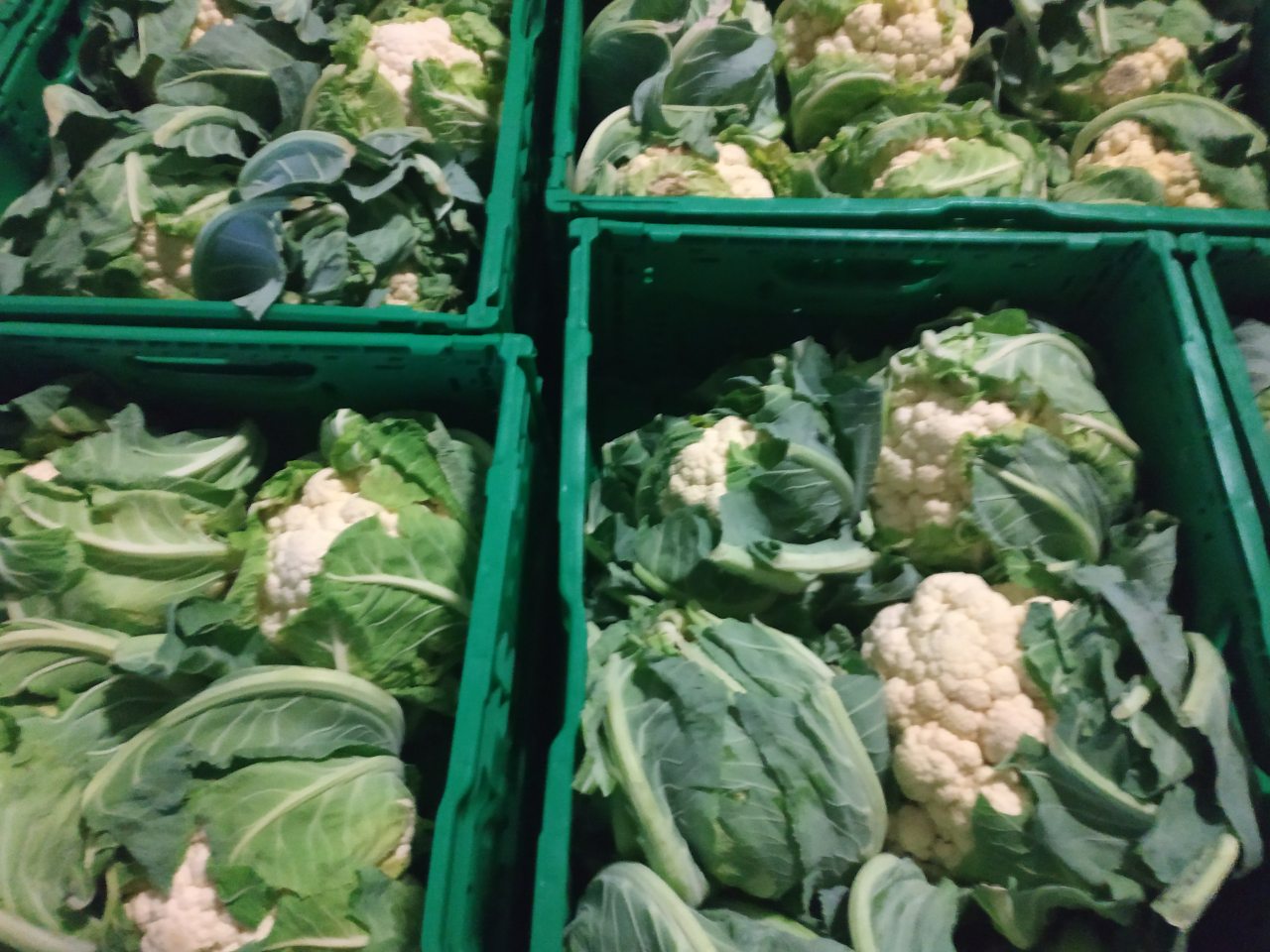 Cauliflower, Polish, 6 pcs / box, pick up in Grójec