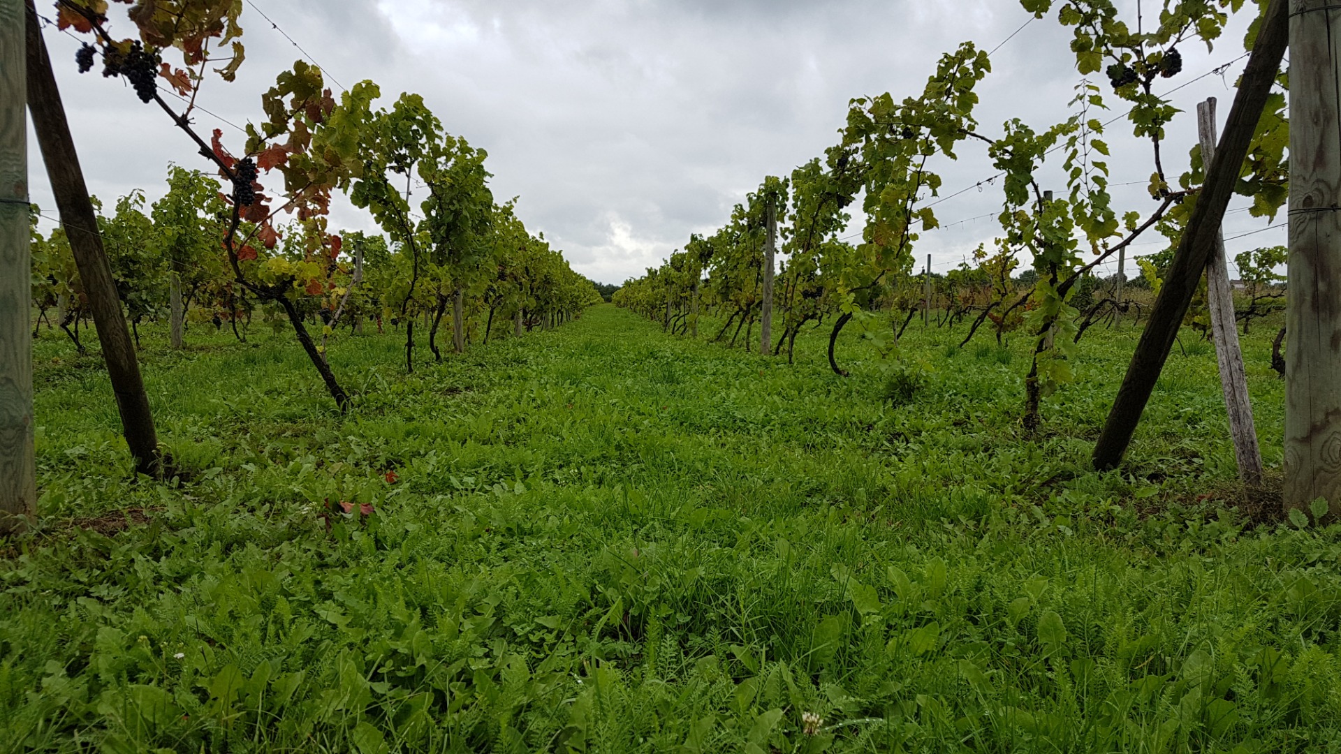I will sell a grape (fruit) from Rondo and Regent grape varieties for the production of red wine
