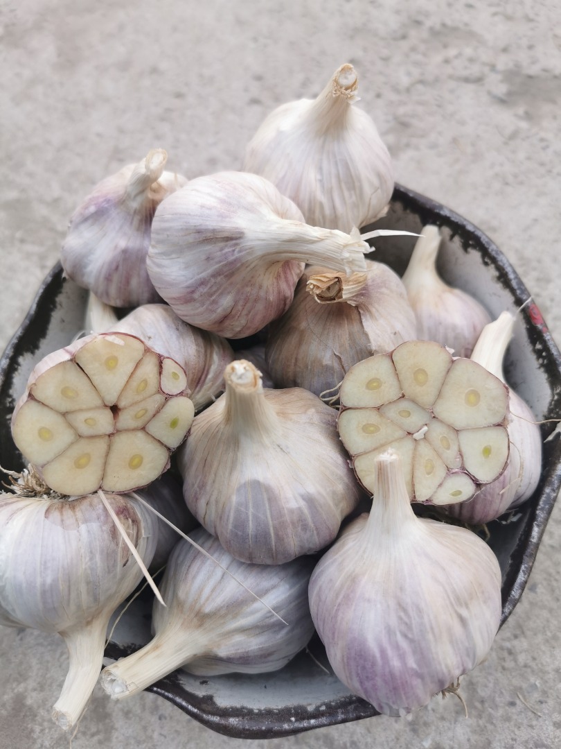 I will sell winter Harnaś garlic