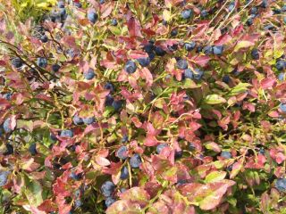 Hello. I will sell pure mountain forest blueberry for