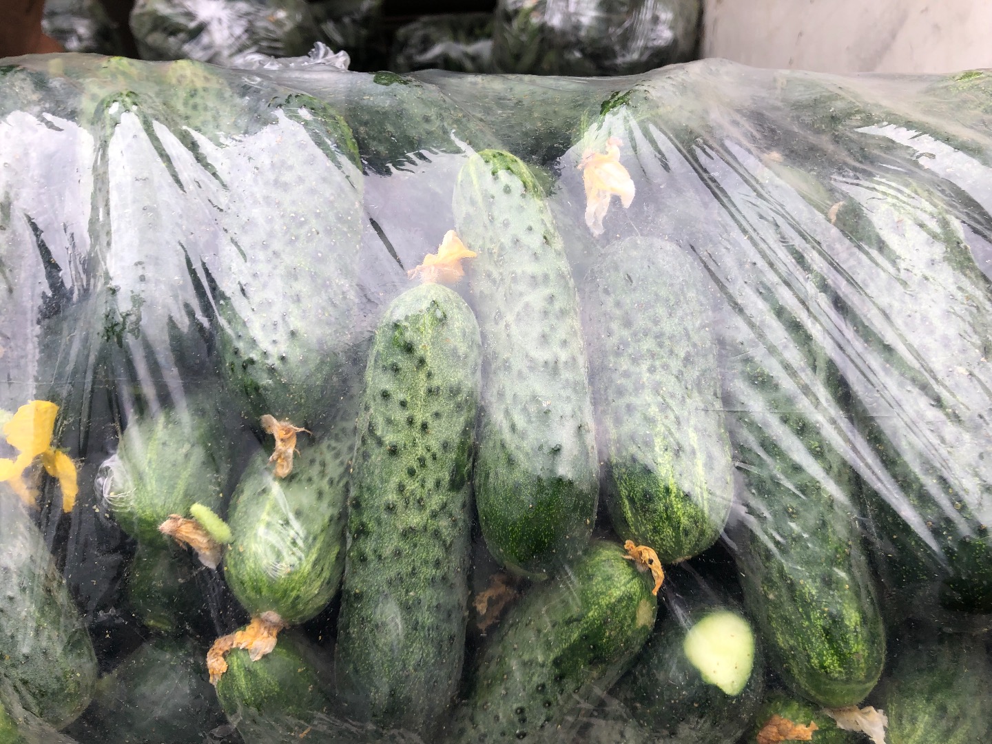 Legabel fruct 2016 srl sells cucumber cucumbers 7-12 cm fresh! we can deliver 22 tons per day
