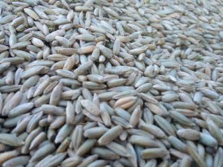 I will sell triticale from 2019 harvest around 3.5