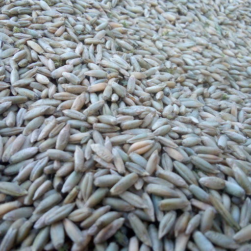 I will sell triticale from 2019 harvest around 3.5 tonnes price 900 and rye around 1.5 tonnes price PLN 850, grain certified in the Png Cisów unit
