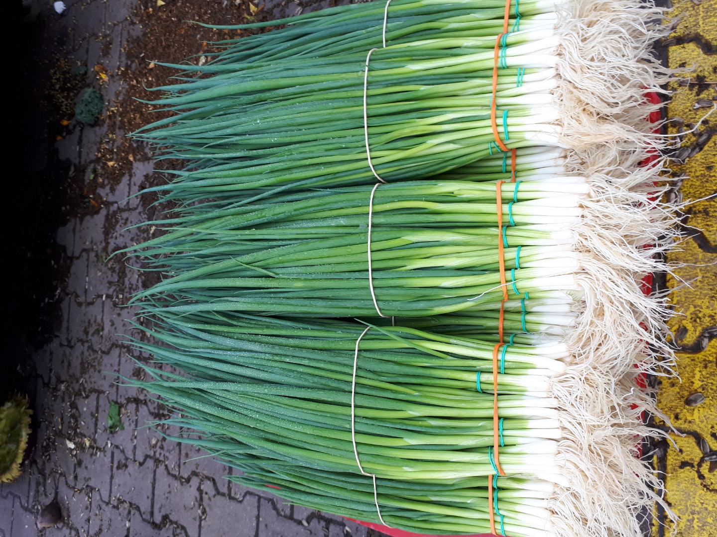 I will sell chives parade
