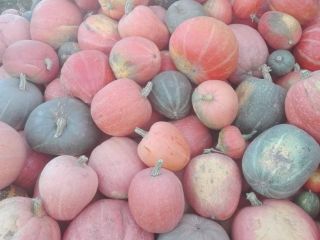 I will sell edible pumpkins straight from the field