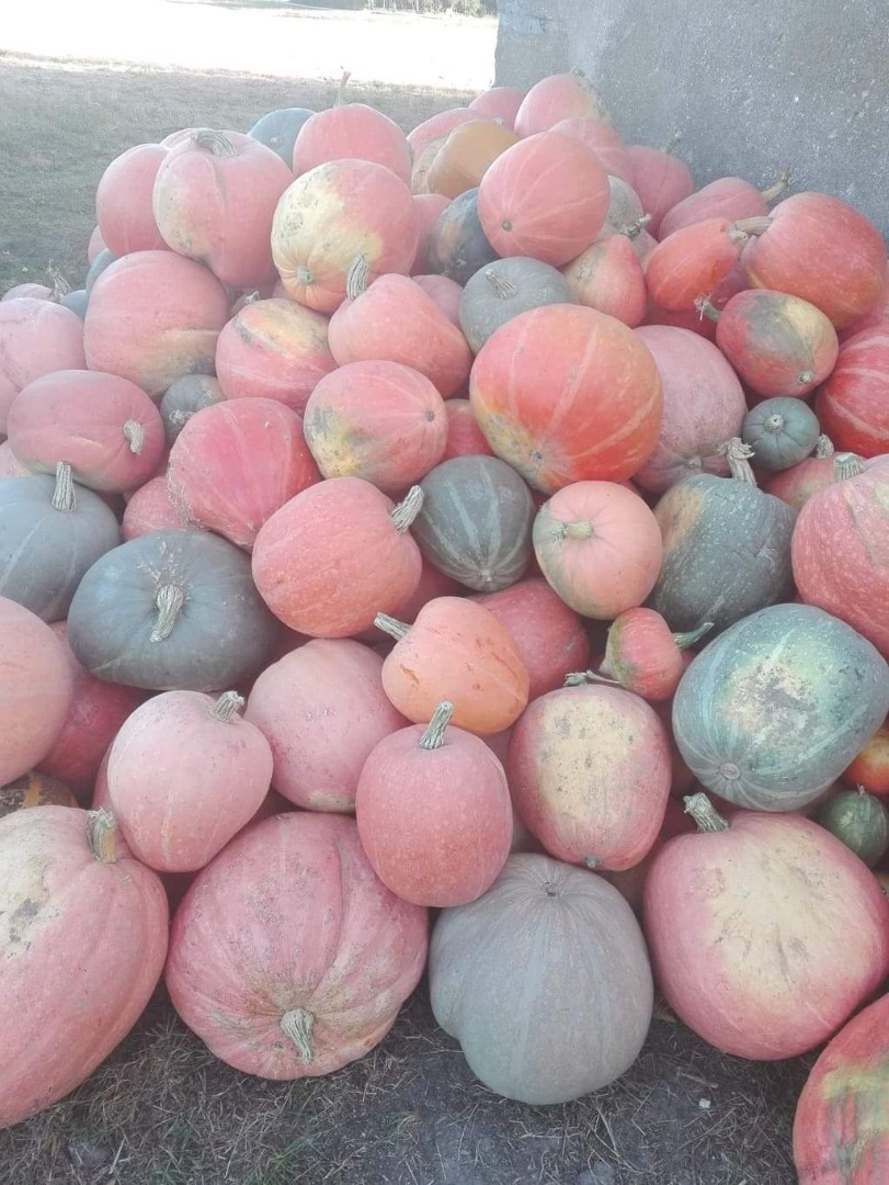 I will sell edible pumpkins straight from the field