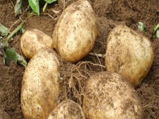 Buy fresh potatoes at a low price with us.
