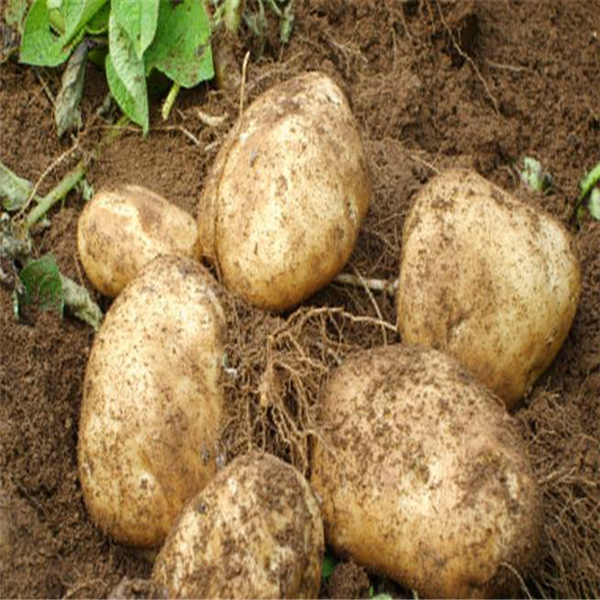 Buy fresh potatoes at a low price with us