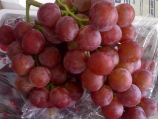 Buy fresh seedless grapes of all varieties from Italy