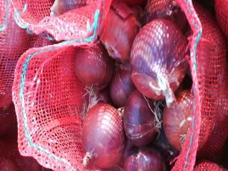 Buy fresh Polish onions at a low price from