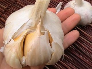 Buy processed white garlic varieties at a low price