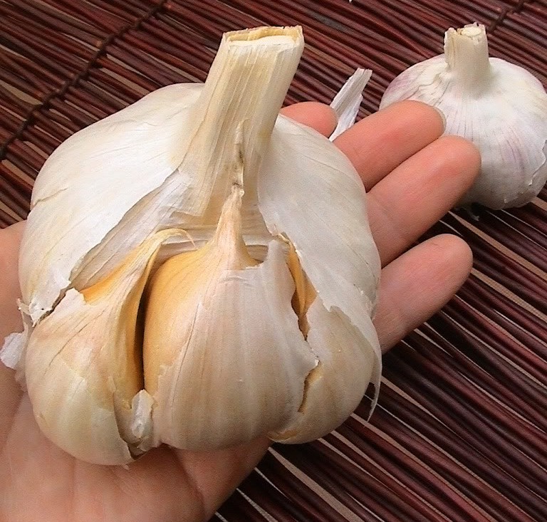 Buy processed white garlic varieties at a low price from us
