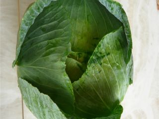 Buy fresh cabbage from all varieties from us at
