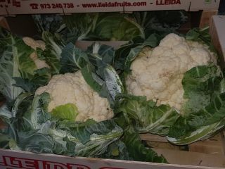 Cauliflower, fresh, Polish, 6 pcs / carton, 390 pcs