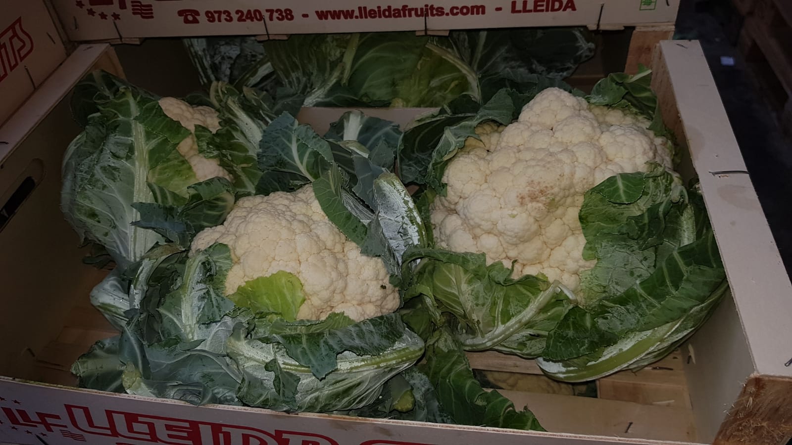 Cauliflower, fresh, Polish, 6 pcs / carton, 390 pcs in Grójec
