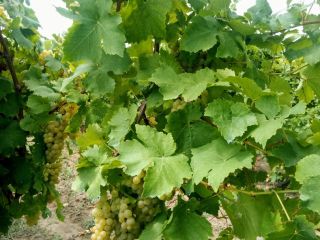 The Muscat Grapes have withered away