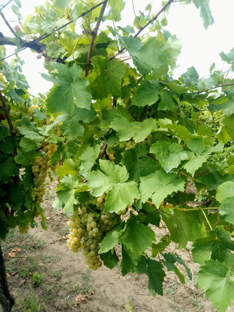 The Muscat Grapes have withered away