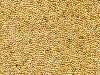 Yellow millet 2019 crop origin Ukraine, Purity 98% Min.