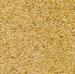 Yellow millet 2019 crop origin Ukraine, Purity 98% Min