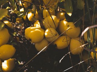 Selling BIO Quince price negotiated