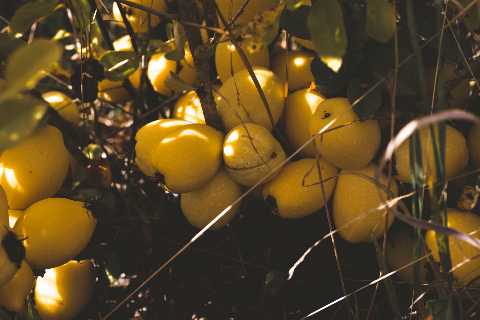Selling BIO Quince price negotiated