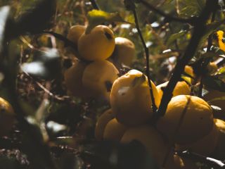 for sale wholesale quantities of Japanese quince fruit
