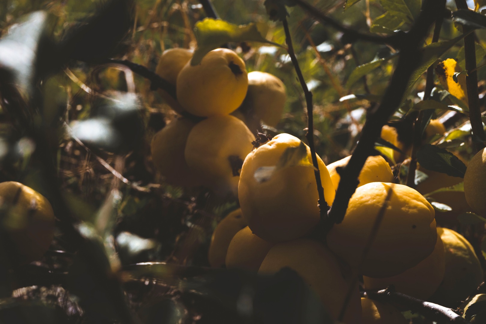 for sale wholesale quantities of Japanese quince fruit
