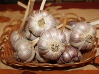 I will sell Harnaś garlic, large heads. Garlic is