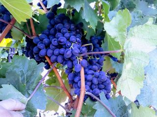 We have for sale Moldova wine grape (only best