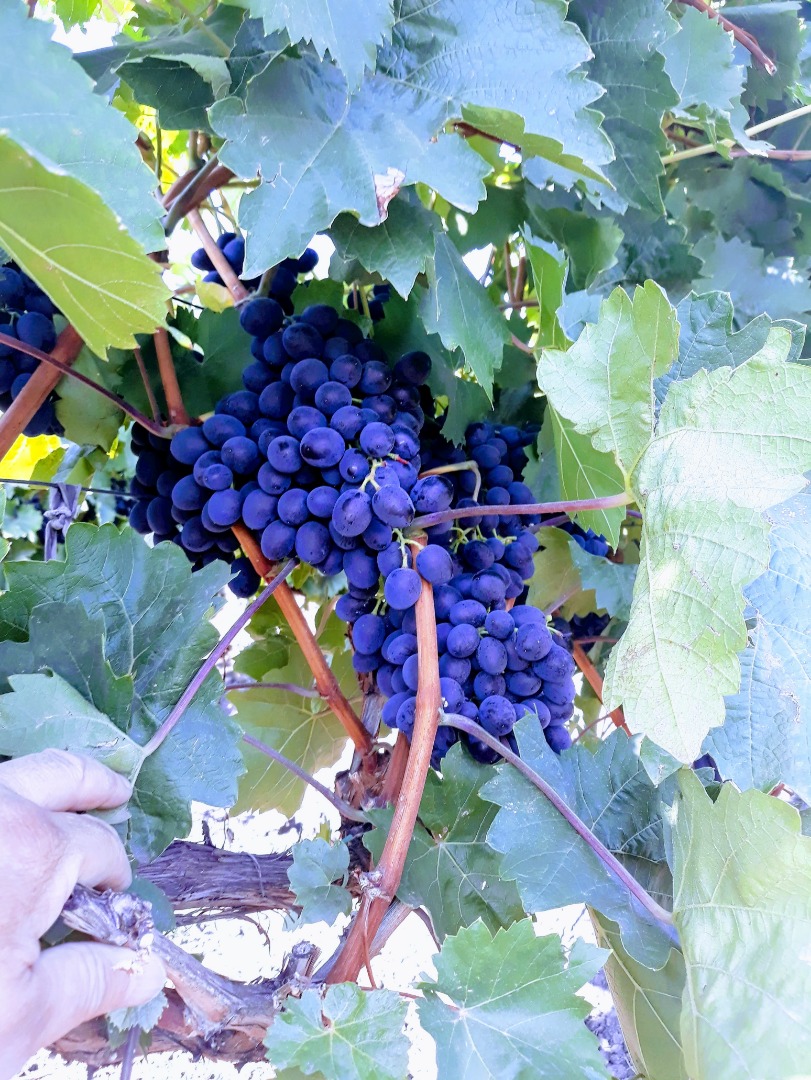 We have for sale Moldova wine grape (only best quality)