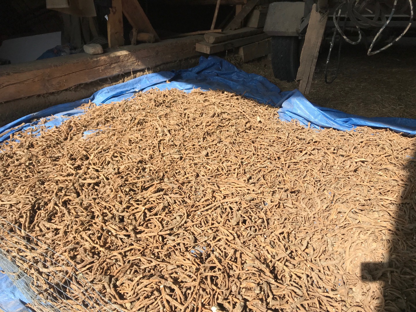 Hello, I have for sale 700 kg of dry dandelion root, harvest 2019