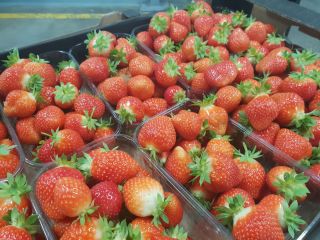 I will sell a strawberry from the tunnel. Strawberry