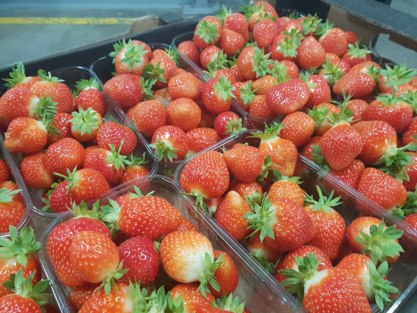 I will sell a strawberry from the tunnel