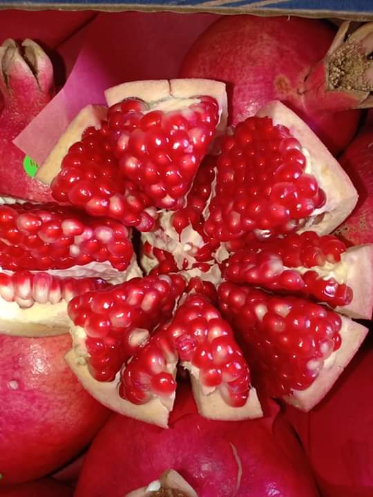 Hello, pomegranates for sale, fruits come from Tunisia, please contact me :)