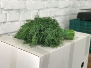 We accept contract orders for herbs (dill, parsley, coriander,