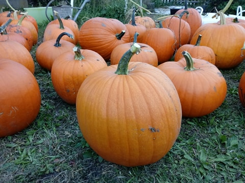 Pumpkins - Halloween variety as well as traditional orange Bambino - the best for soup and preserves