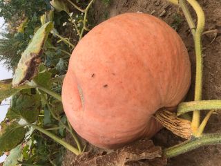 I will sell melon pumpkins, bambino. Quantity about 3-5