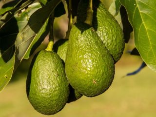 We produce very good quality avocados.