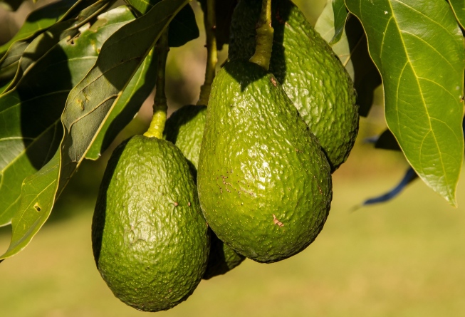 We produce very good quality avocados