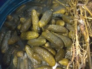 Hello . I sell traditional pickled cucumbers. 5-9 cm