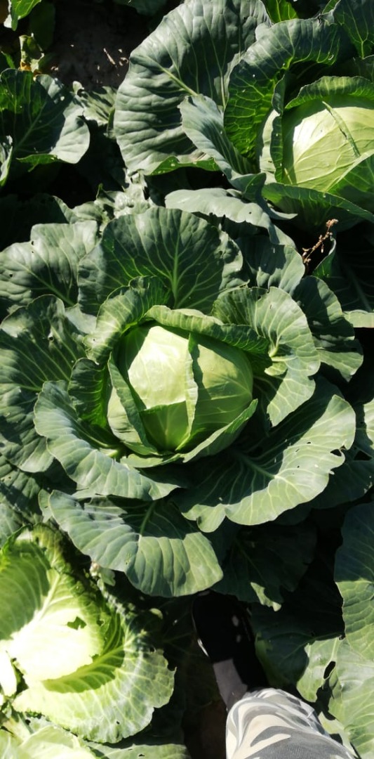 White cabbage from Belarus with a volume of over 1000 tons