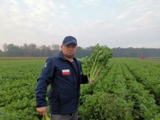 Celery, Tango variety, super healthy, without any paralysis, large