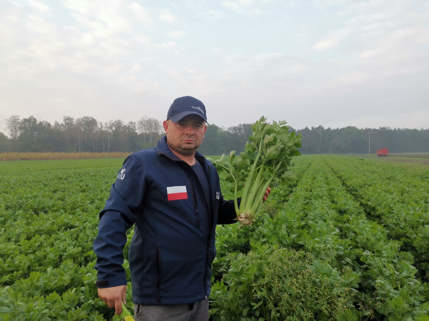 Celery, Tango variety, super healthy, without any paralysis, large amounts, prepared loose in boxes or as agreed