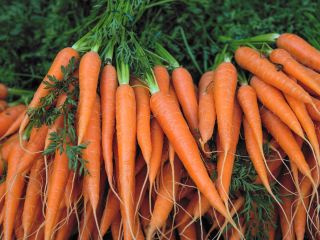 I will sell carrots, dirty parsley or also clean,