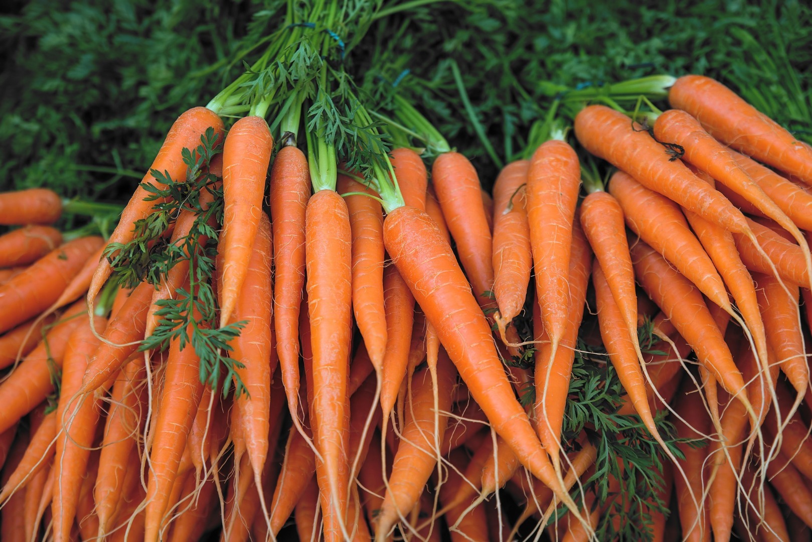 I will sell carrots, dirty parsley or also clean, it can also be topped off for inverters