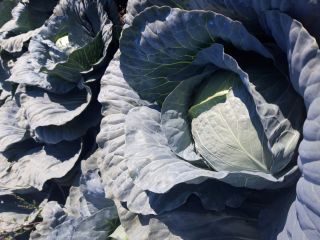 Varieties of chips ... 2.5-4.5kg herbs ..... 500t village
