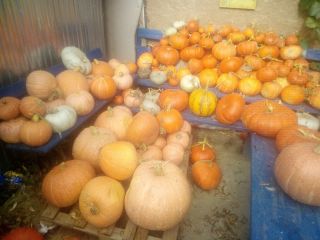 Pumpkin various species without fertilizer.