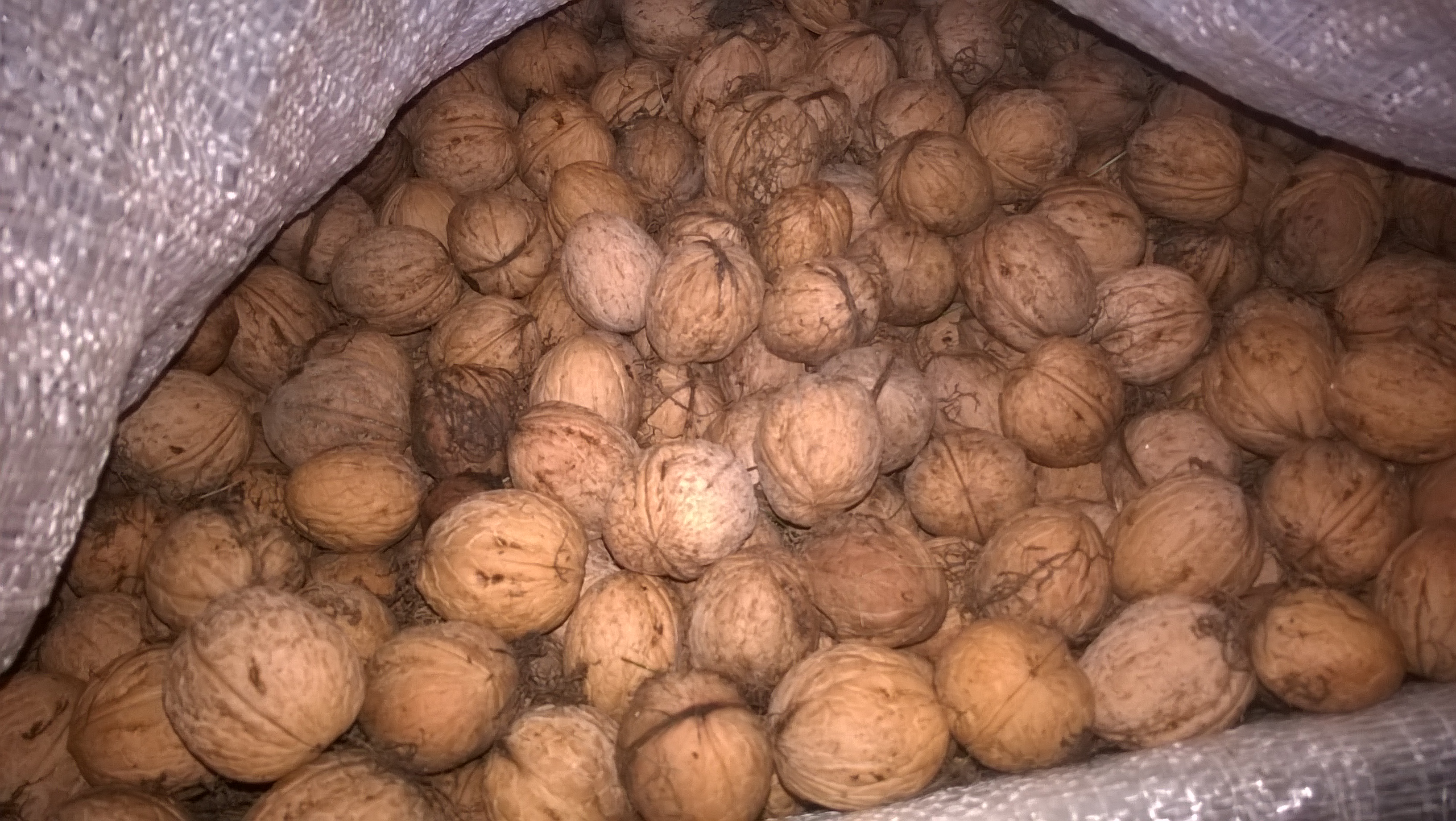 I will sell organic walnuts from the current harvest from my own garden - a large amount