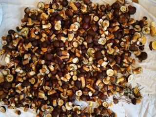 I will sell freshly picked mushrooms