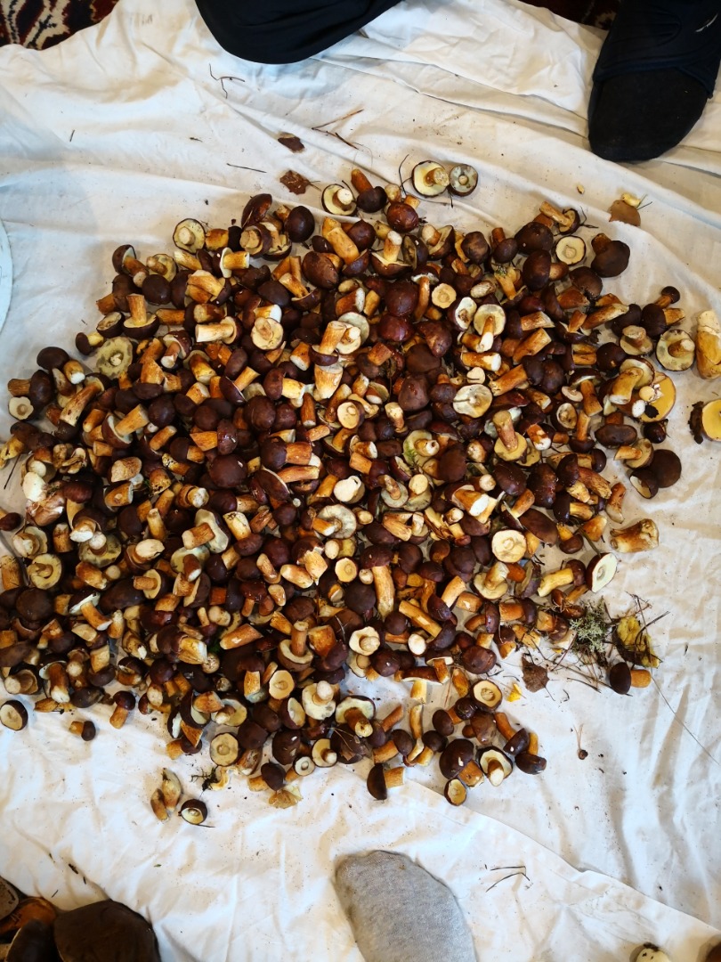 I will sell freshly picked mushrooms